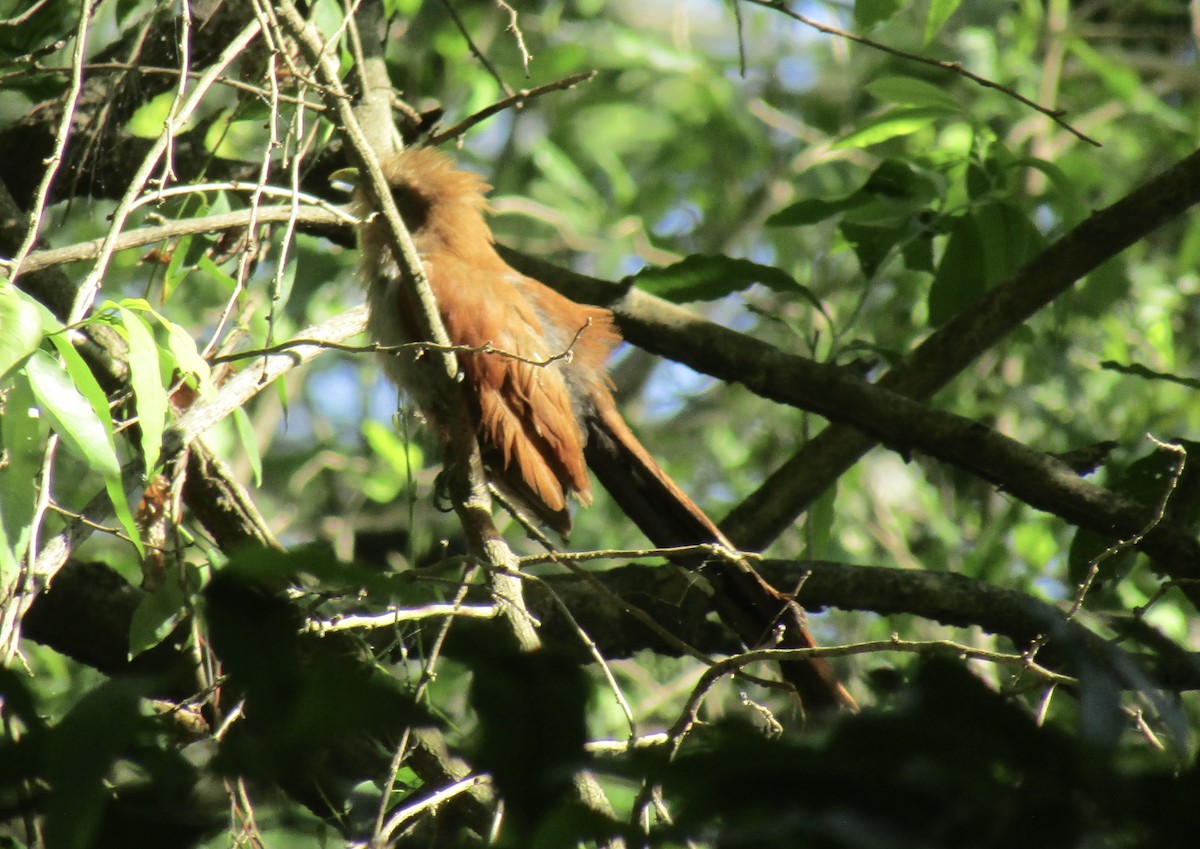Common Squirrel-Cuckoo - ML633749484