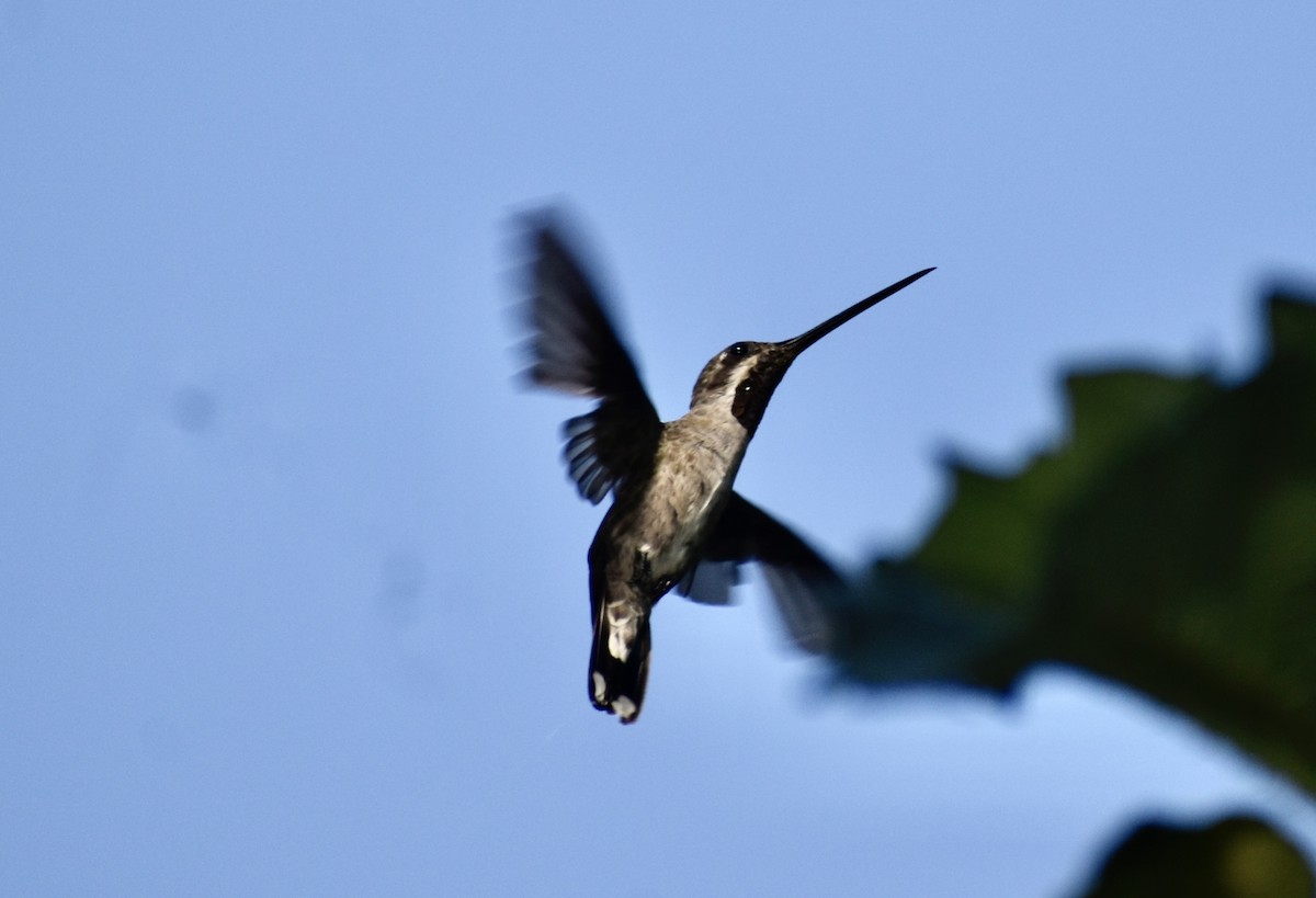 Long-billed Starthroat - ML633749493