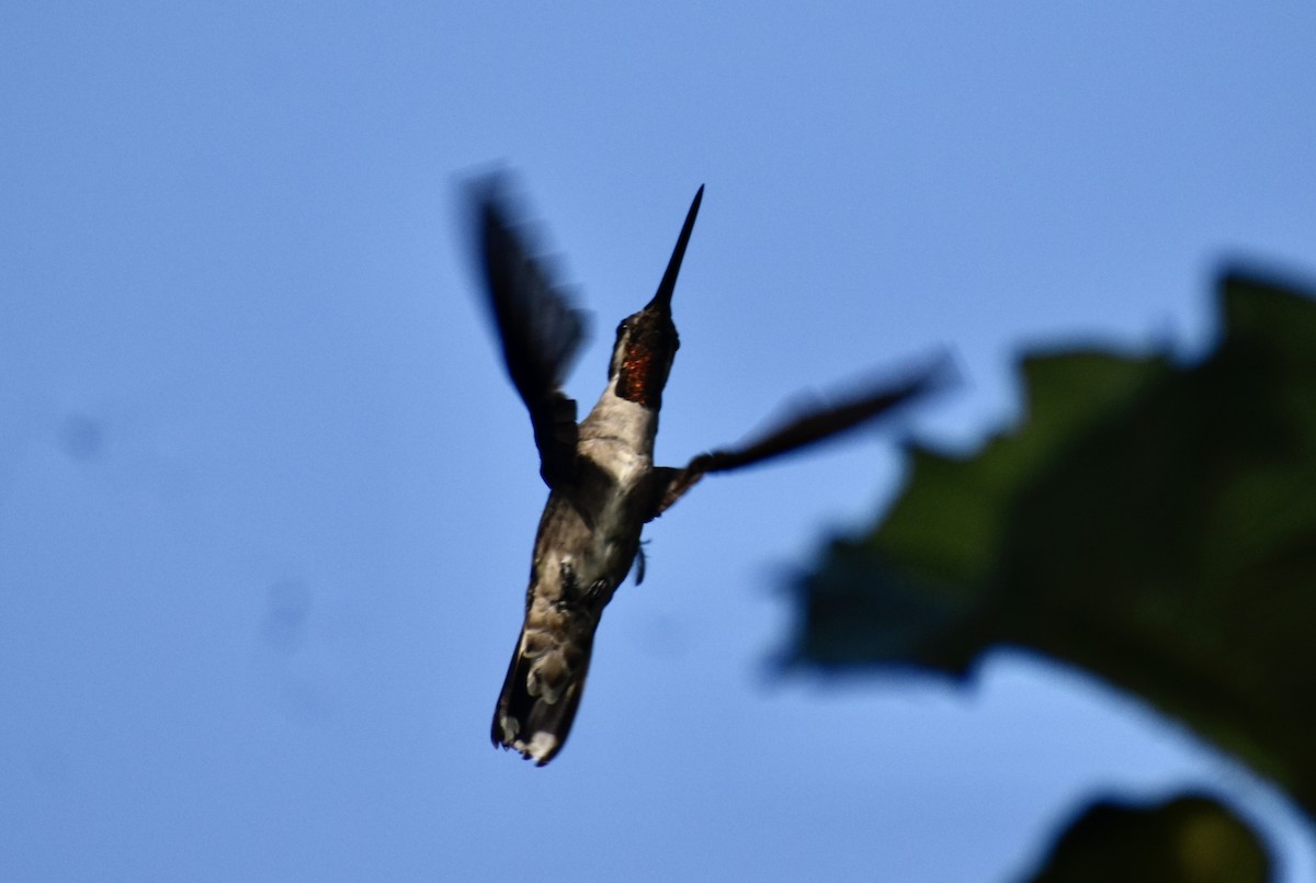 Long-billed Starthroat - ML633749494