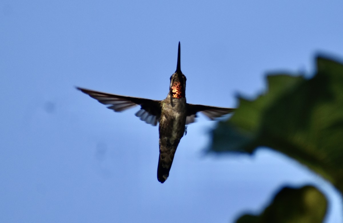 Long-billed Starthroat - ML633749495
