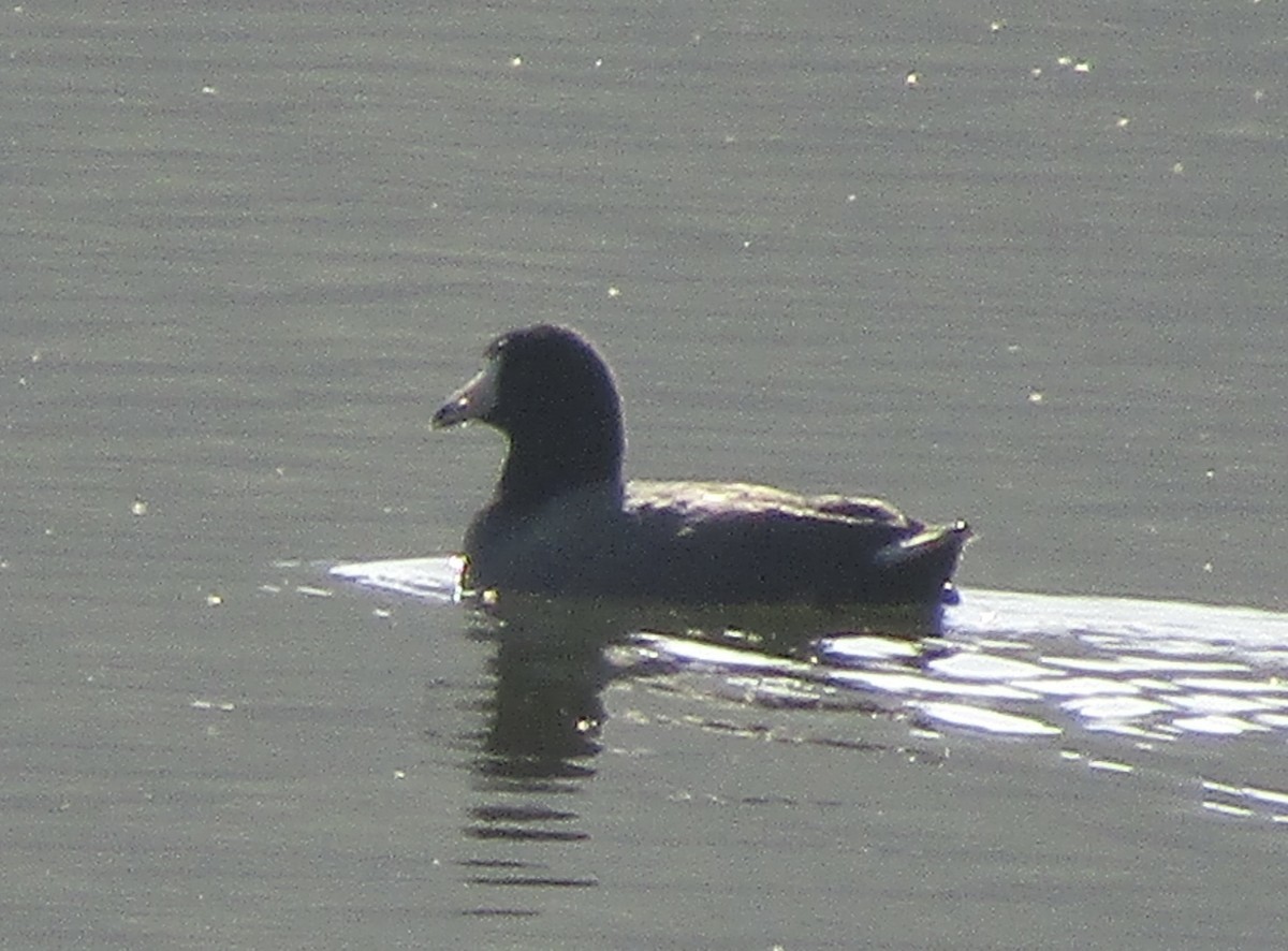 American Coot - ML633749502