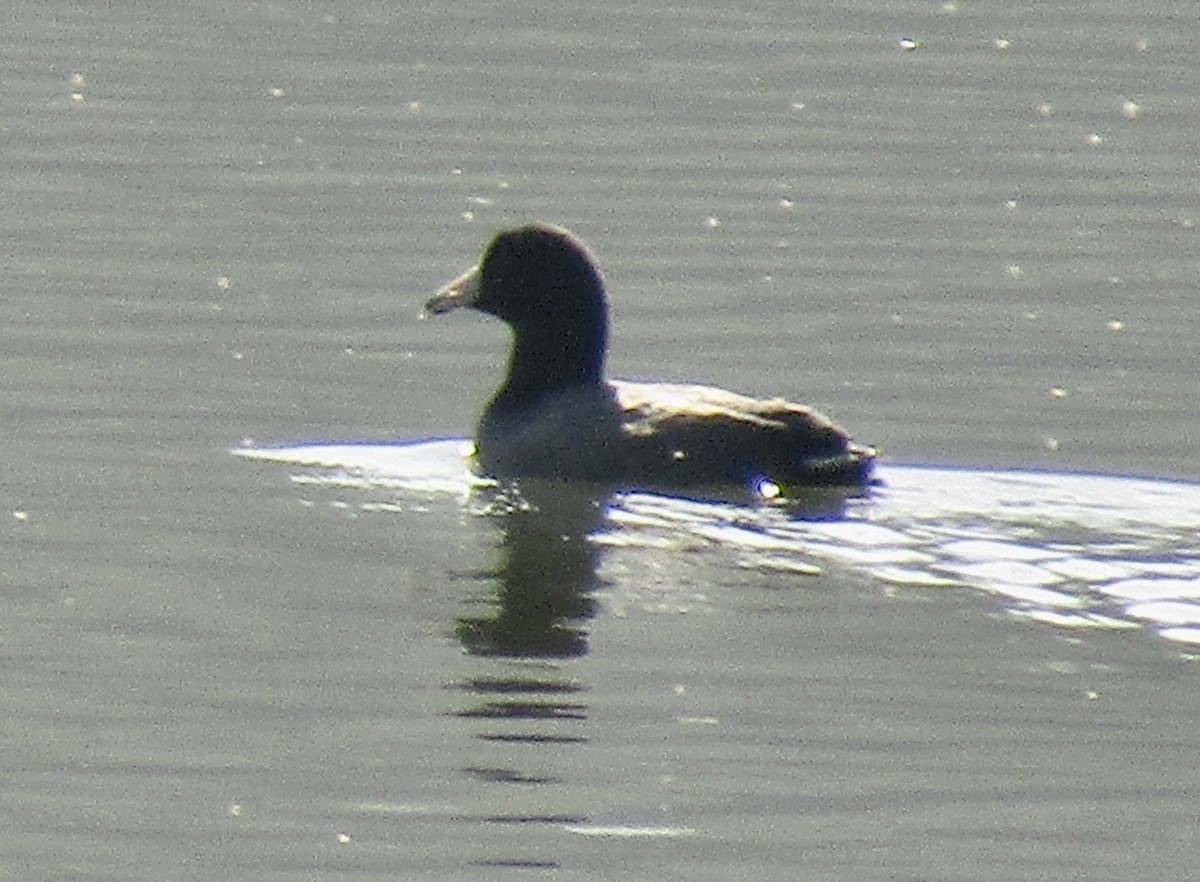 American Coot - ML633749503