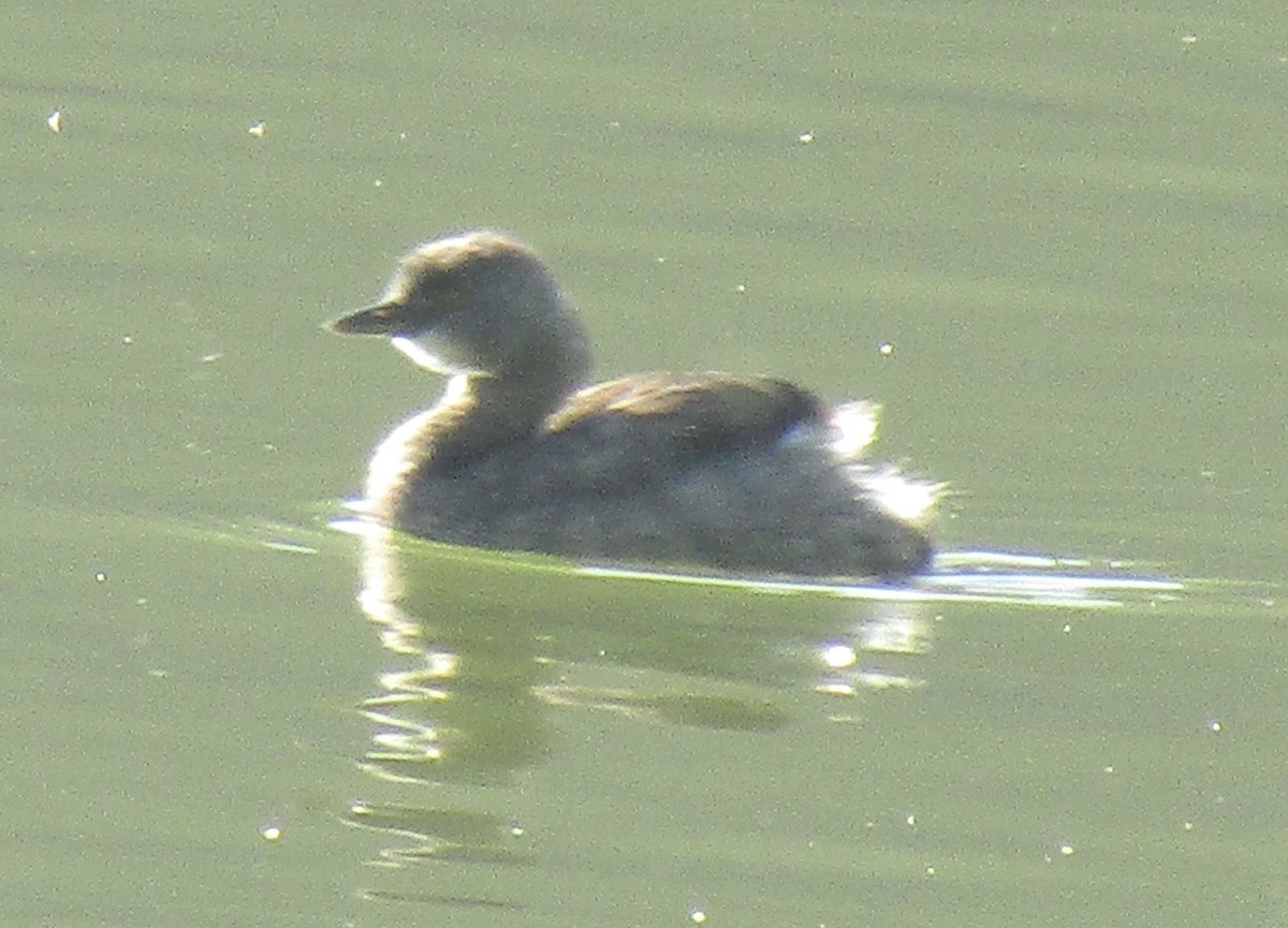 Least Grebe - ML633749519