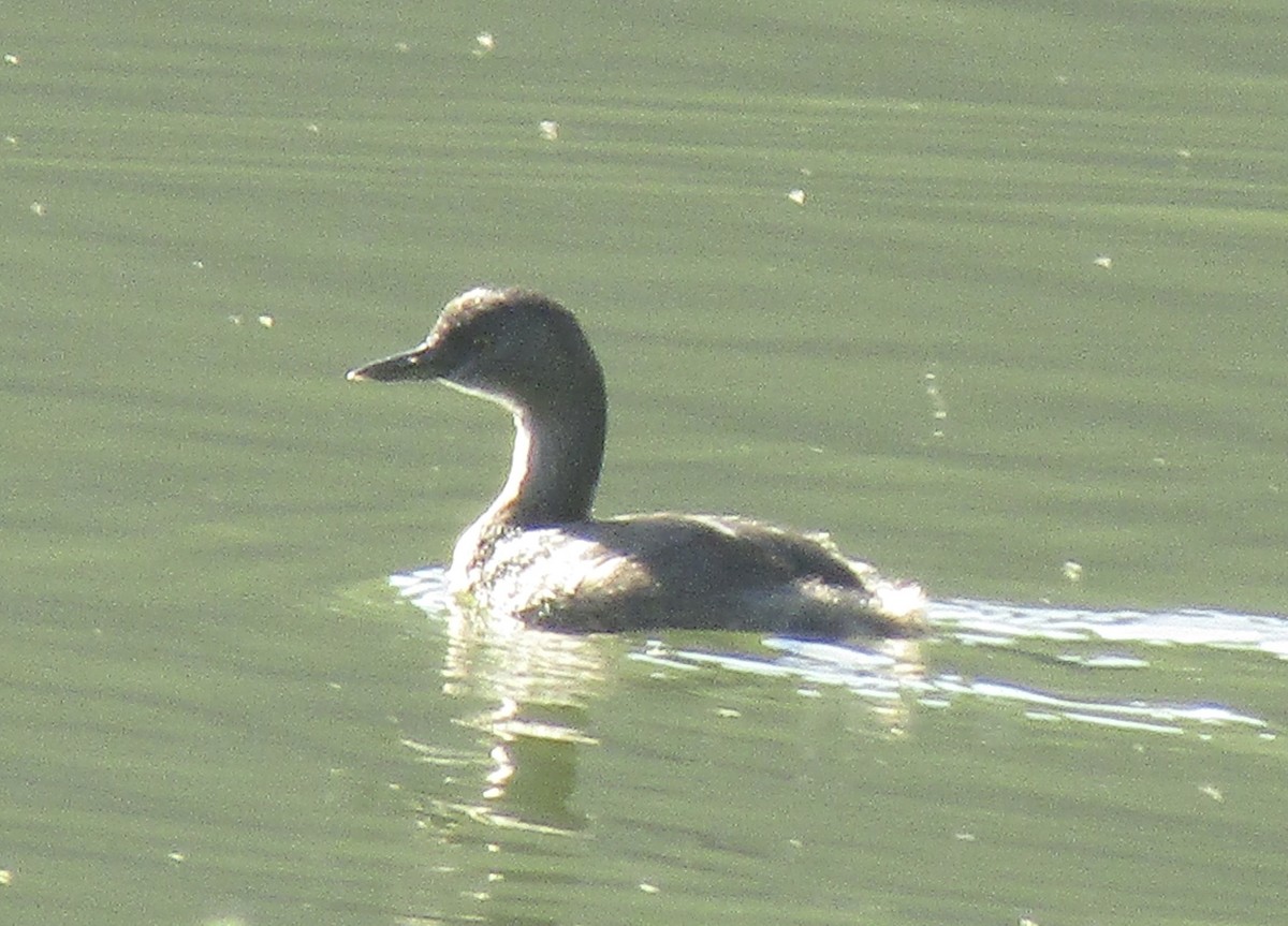 Least Grebe - ML633749520