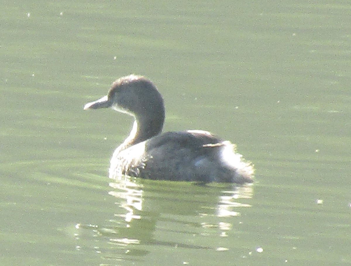 Least Grebe - ML633749521