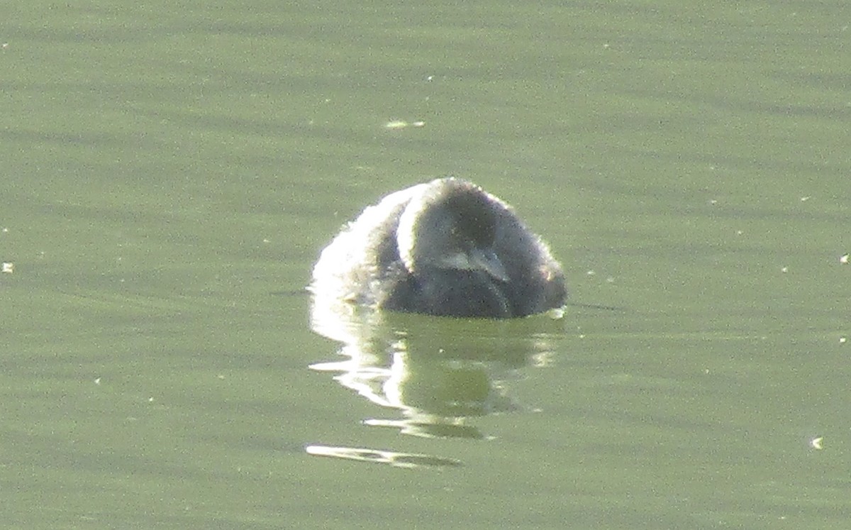 Least Grebe - ML633749522