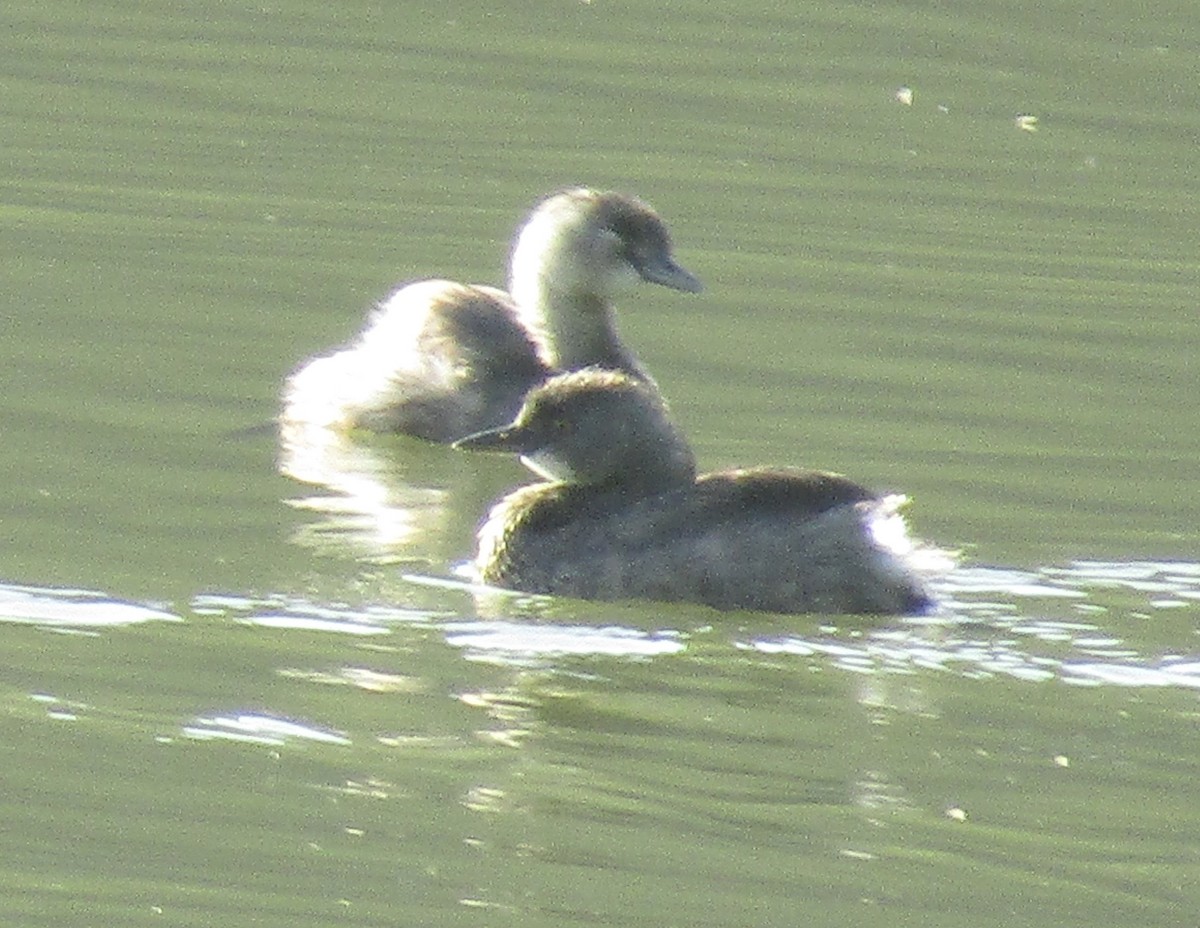 Least Grebe - ML633749523