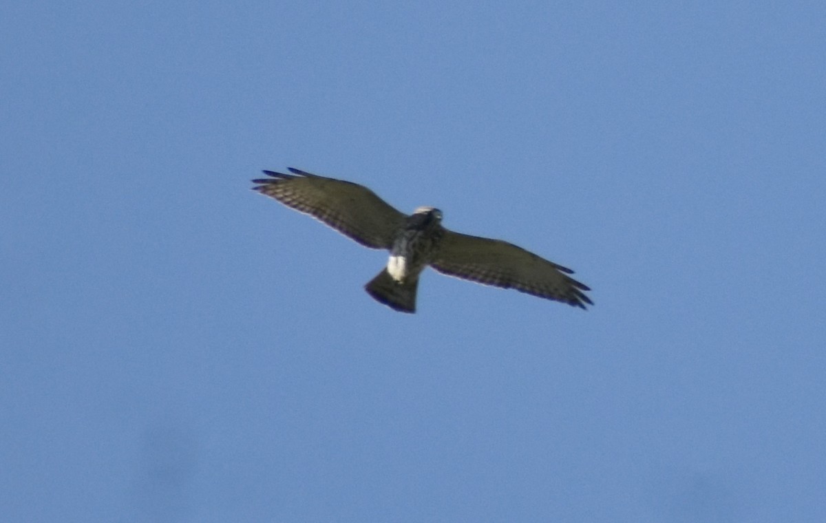 Broad-winged Hawk - ML633749537