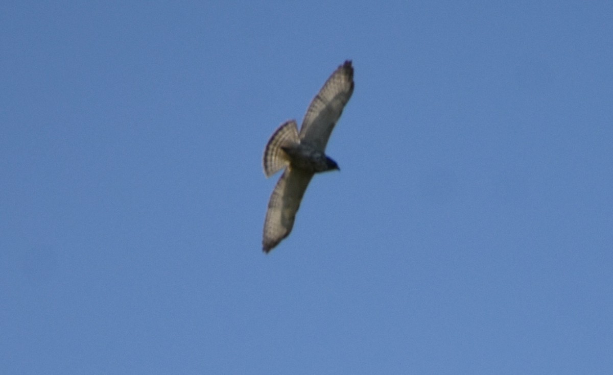 Broad-winged Hawk - ML633749539
