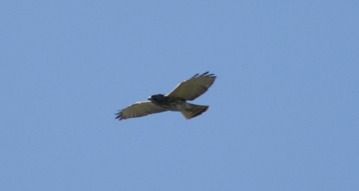 Broad-winged Hawk - ML633749540