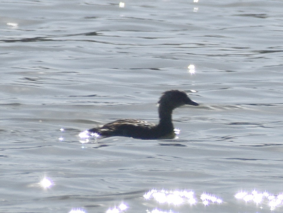 Least Grebe - ML633749547