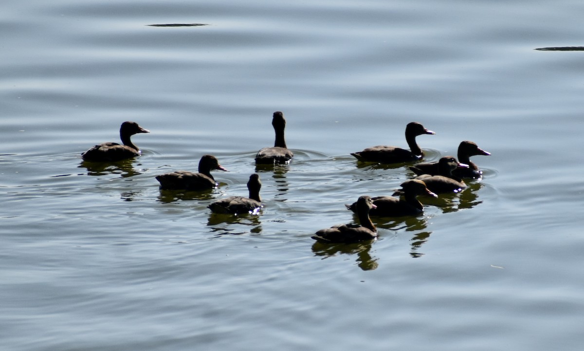 Black-bellied Whistling-Duck - ML633749565