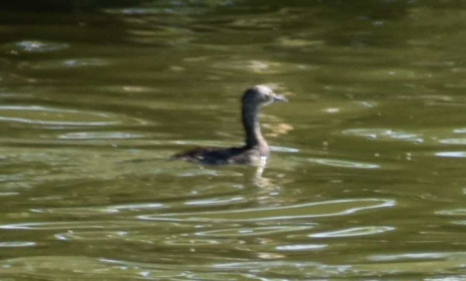 Least Grebe - ML633749575