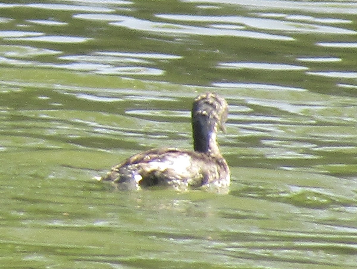 Least Grebe - ML633749576