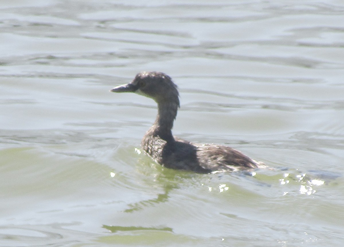 Least Grebe - ML633749577