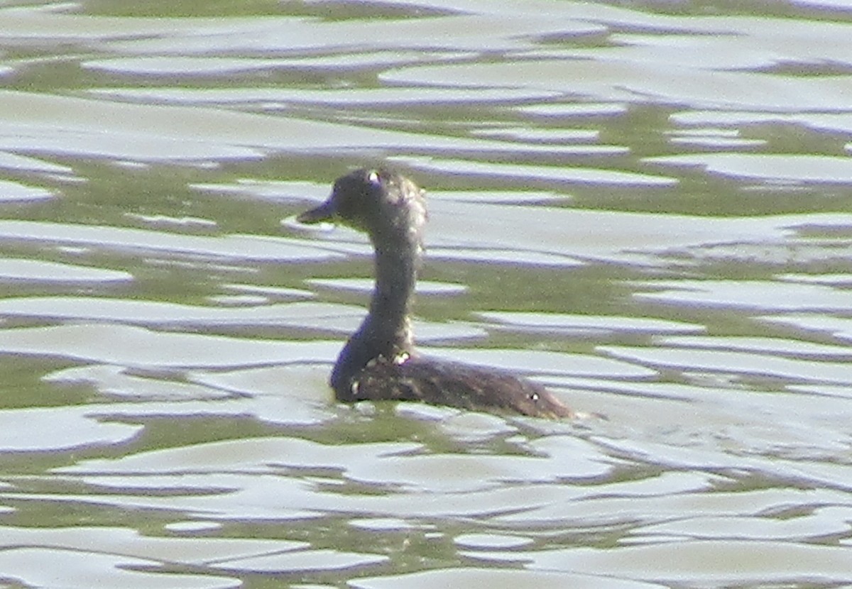 Least Grebe - ML633749578