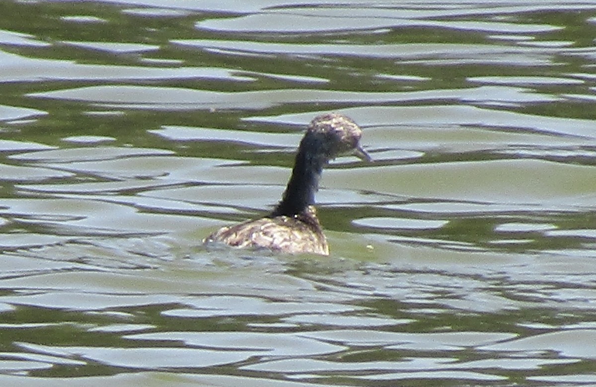 Least Grebe - ML633749579