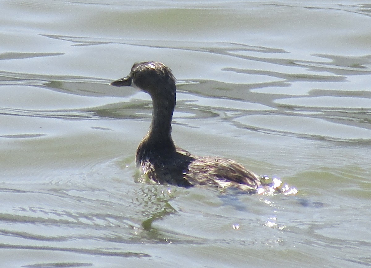Least Grebe - ML633749580