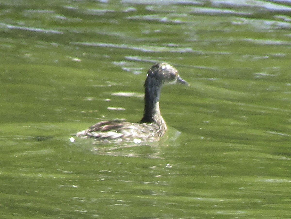 Least Grebe - ML633749581