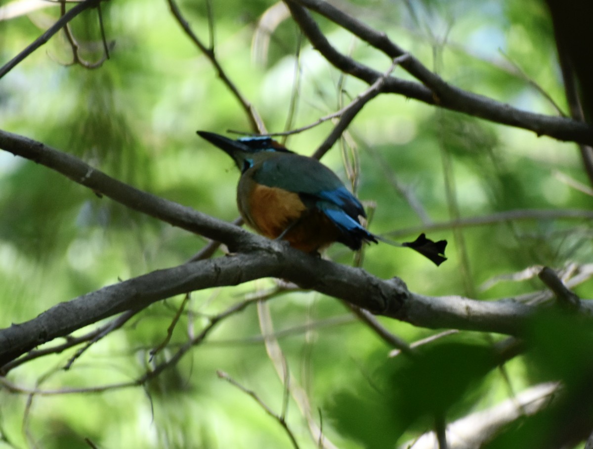 Turquoise-browed Motmot - ML633749621