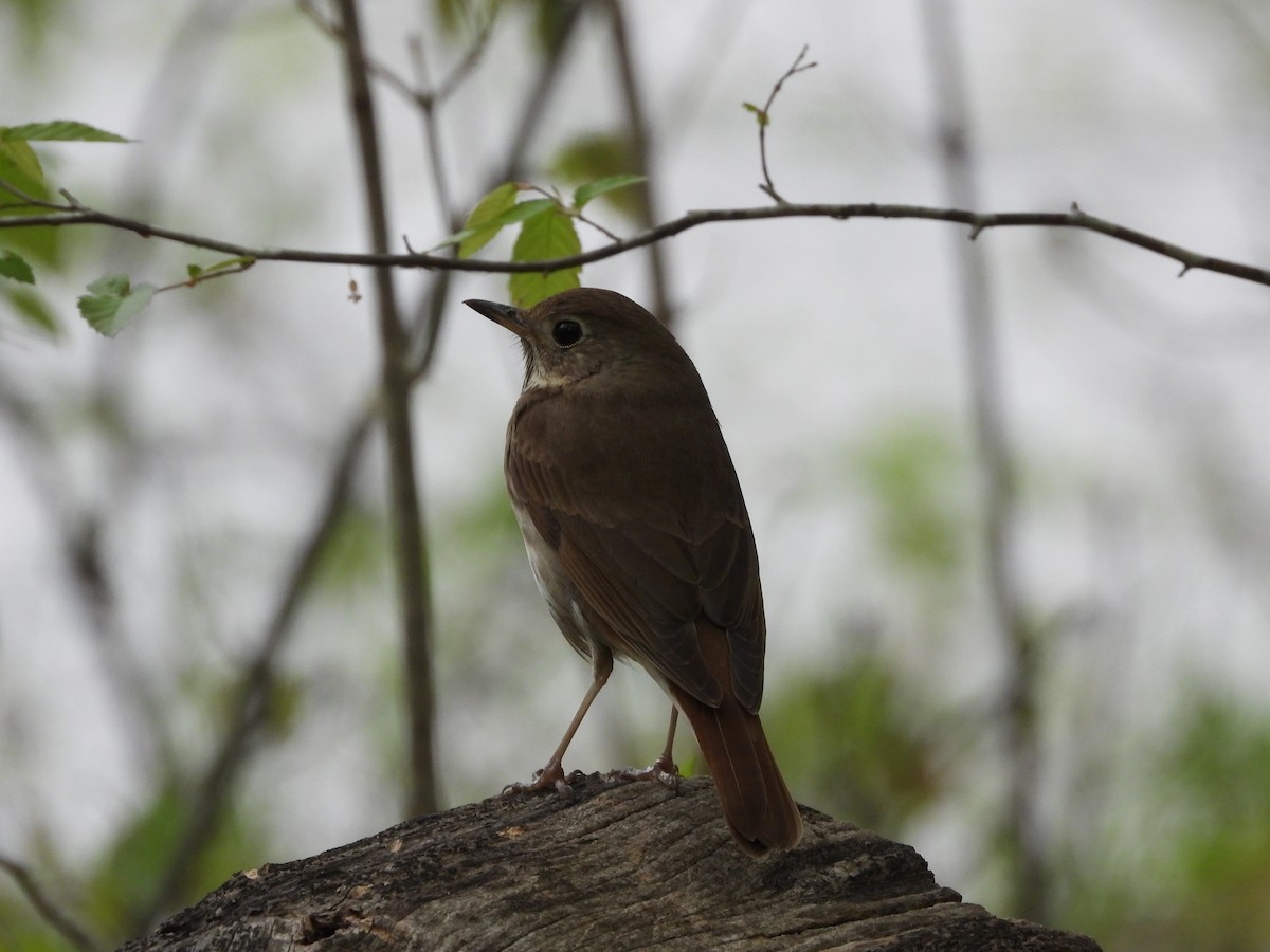 Hermit Thrush - ML633749772