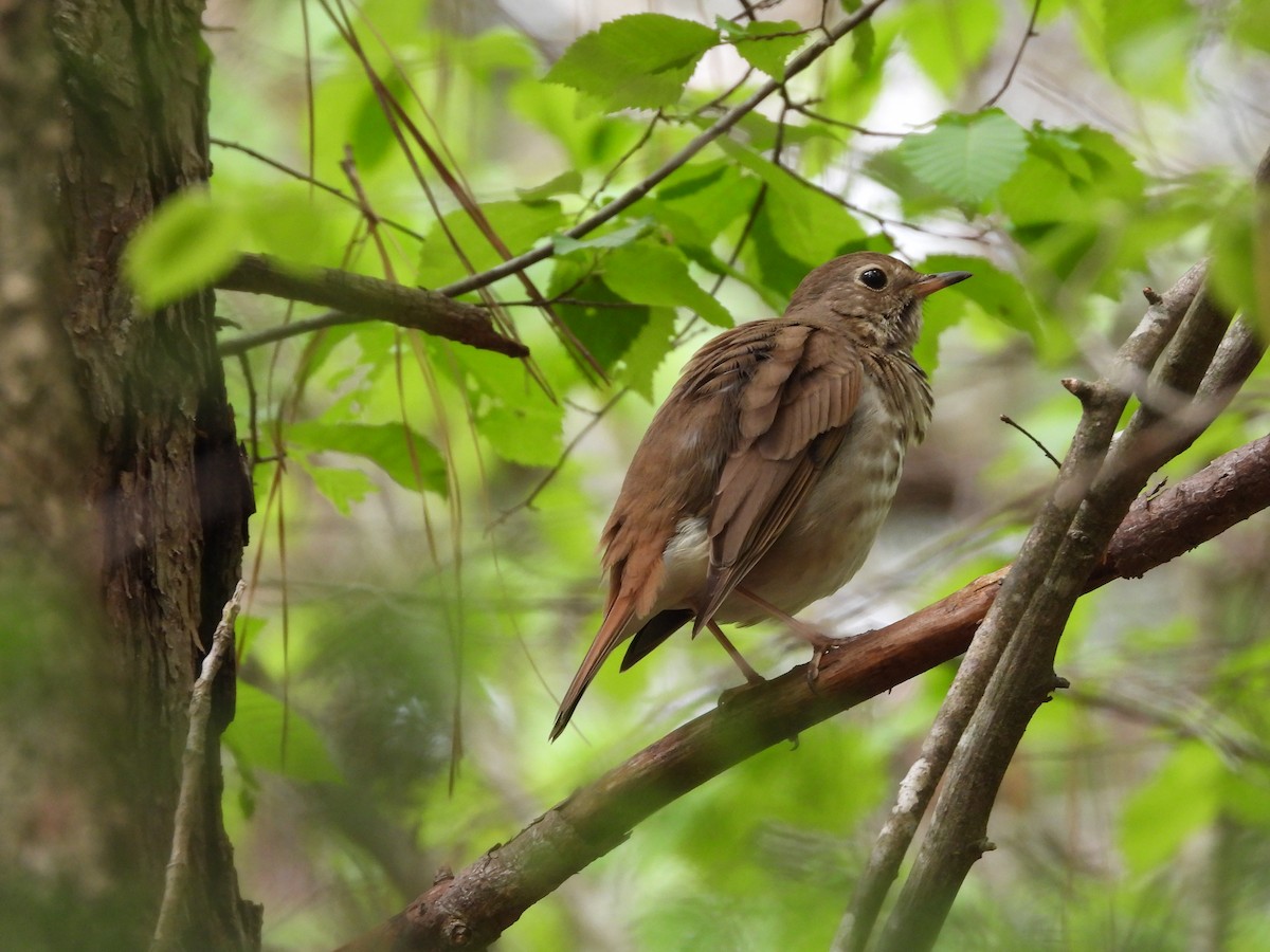 Hermit Thrush - ML633749773