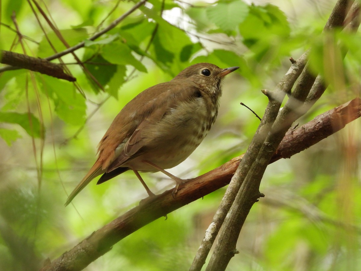Hermit Thrush - ML633749774