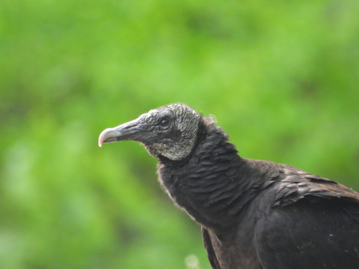 Black Vulture - ML633749804