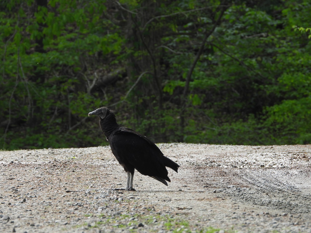 Black Vulture - ML633749805