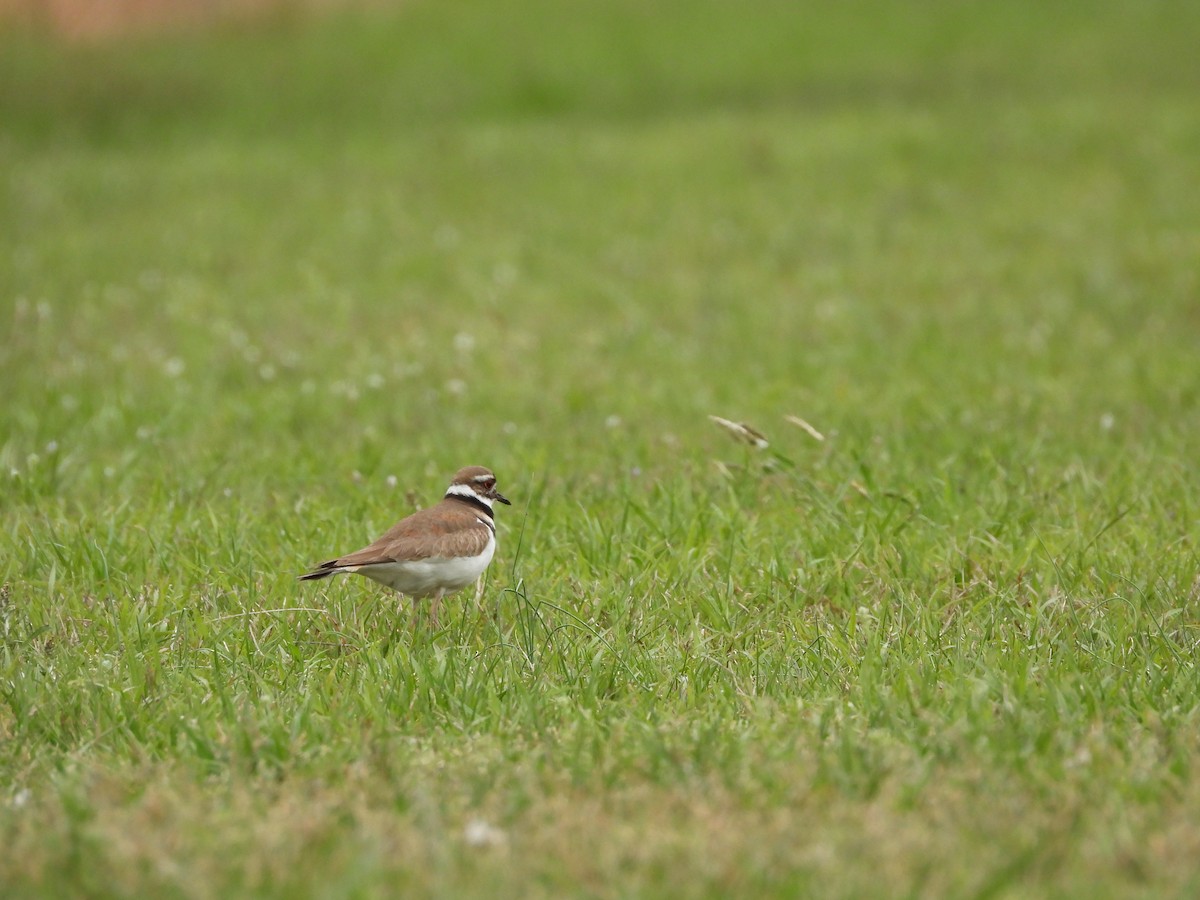Killdeer - ML633749823