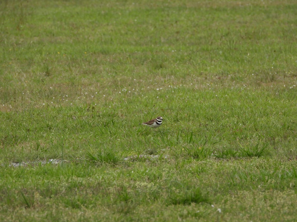 Killdeer - ML633749824