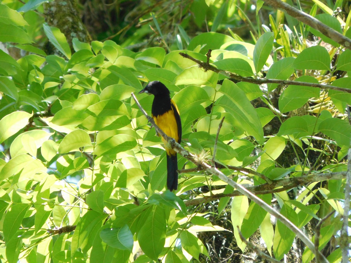 Black-cowled Oriole - ML633749898