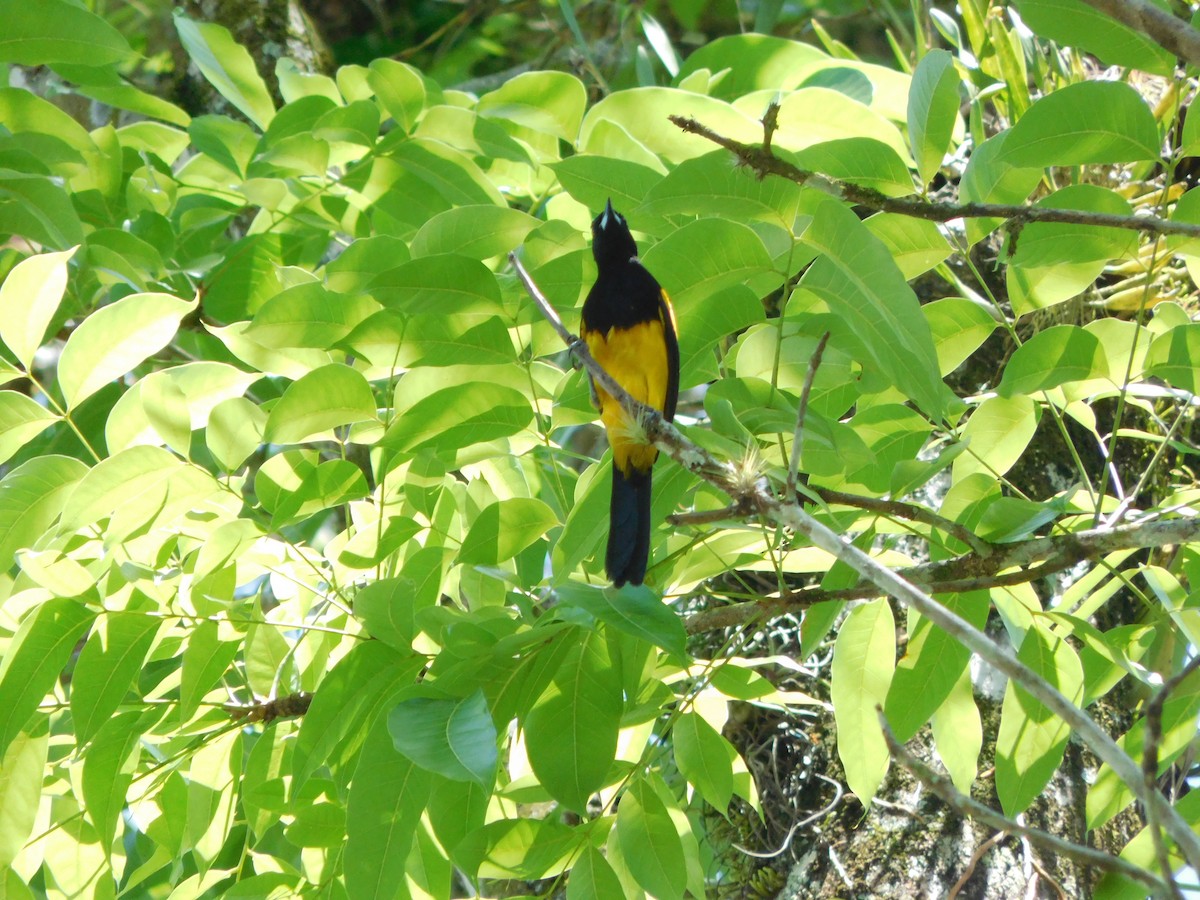 Black-cowled Oriole - ML633749899