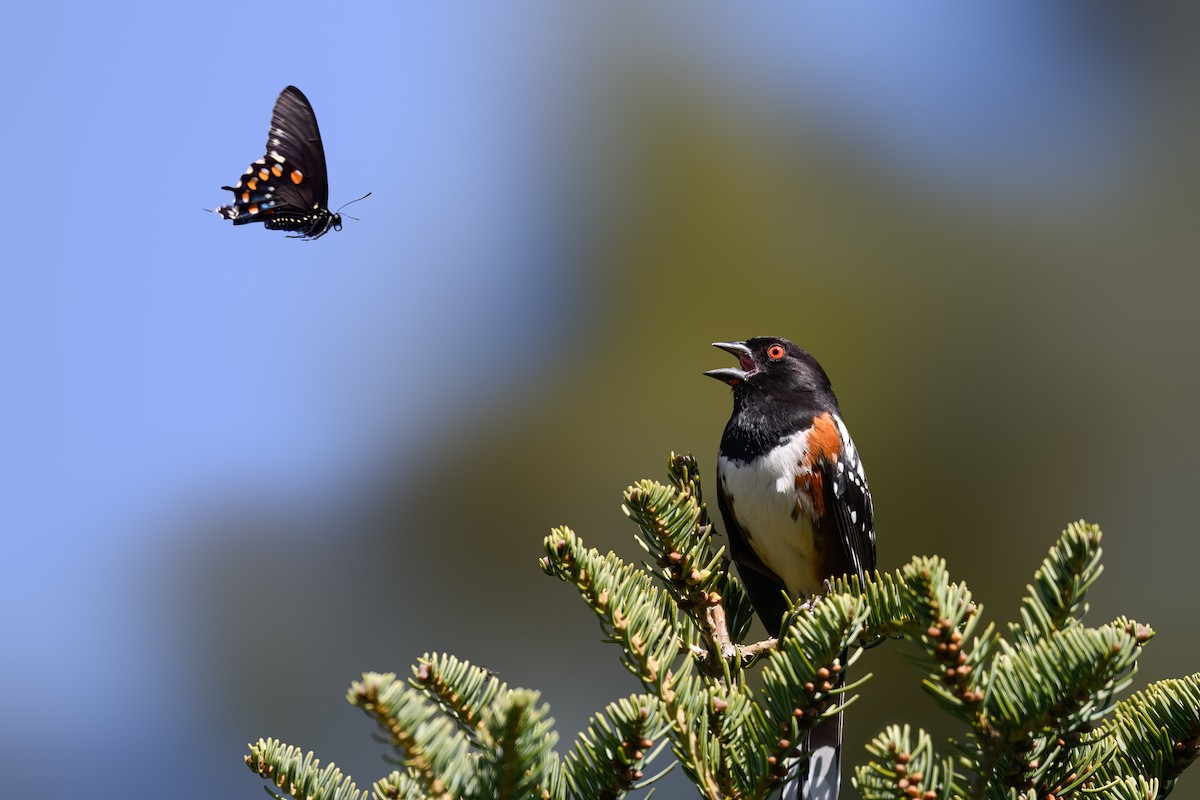 Spotted Towhee - ML633750074