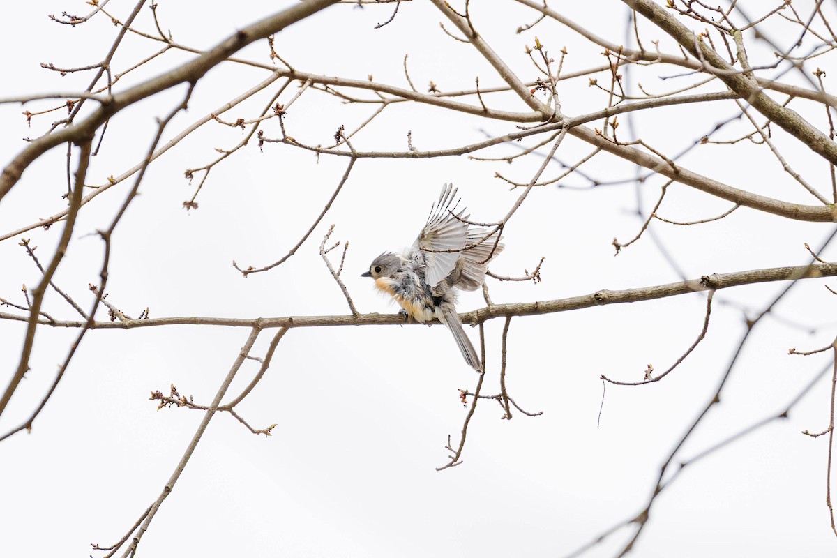 Tufted Titmouse - ML633750145