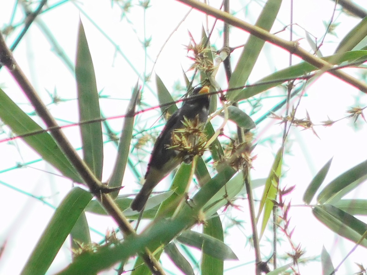 Slate-colored Seedeater - ML633750204