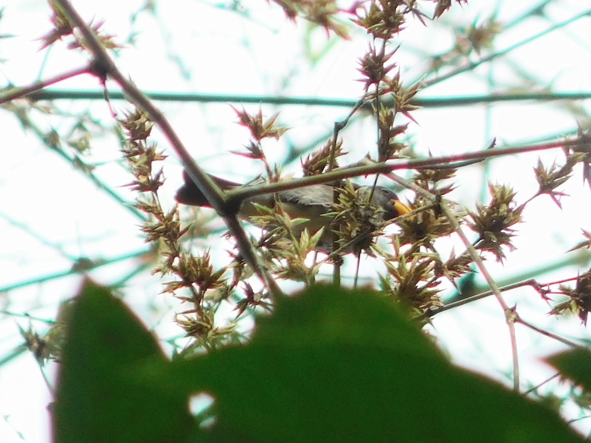 Slate-colored Seedeater - ML633750205