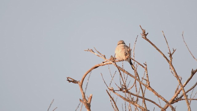 Northern Shrike - ML633750217