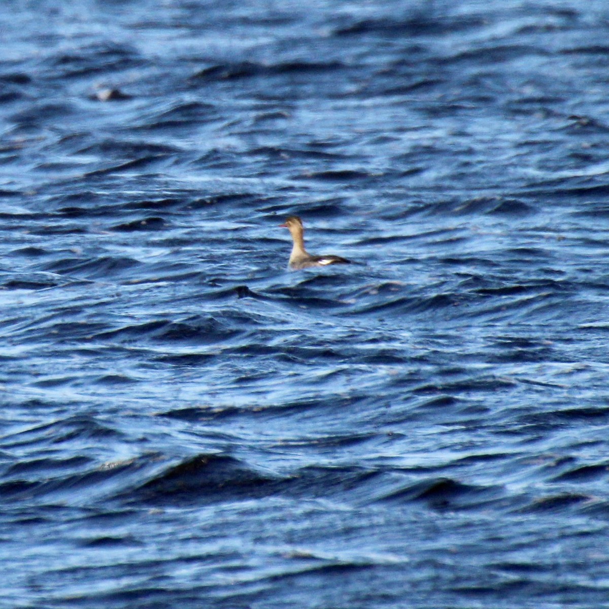 Mittelsäger - ML633750261