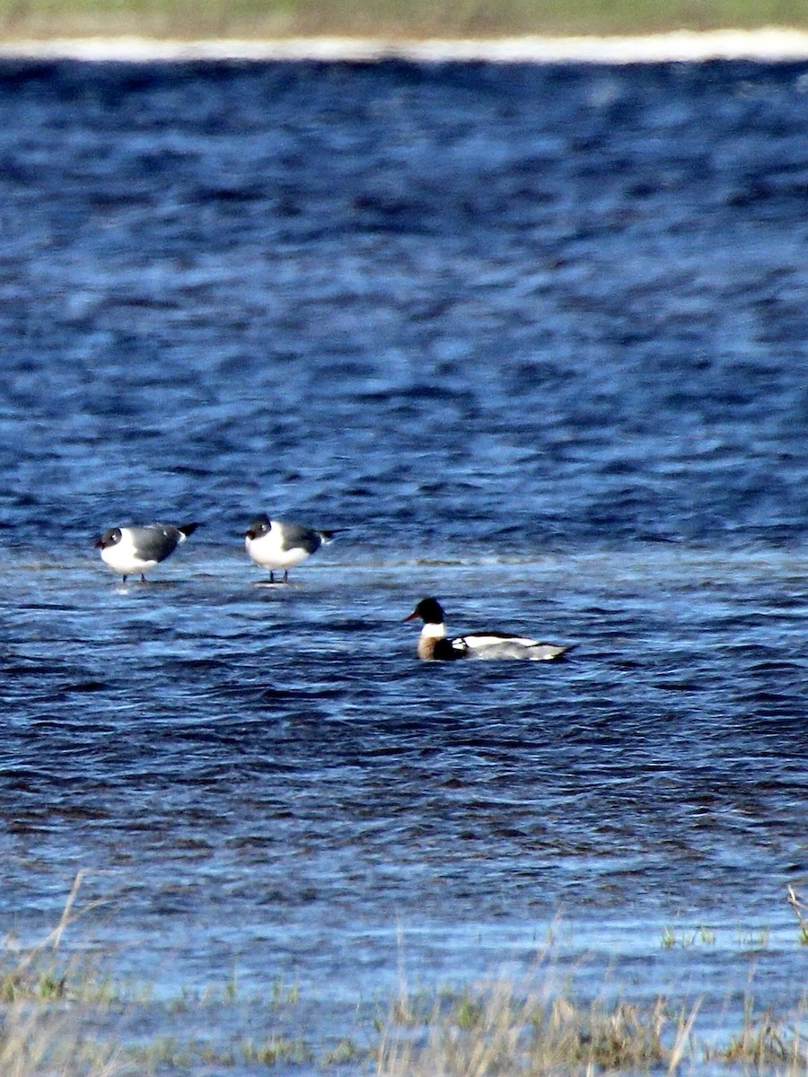 Mittelsäger - ML633750262