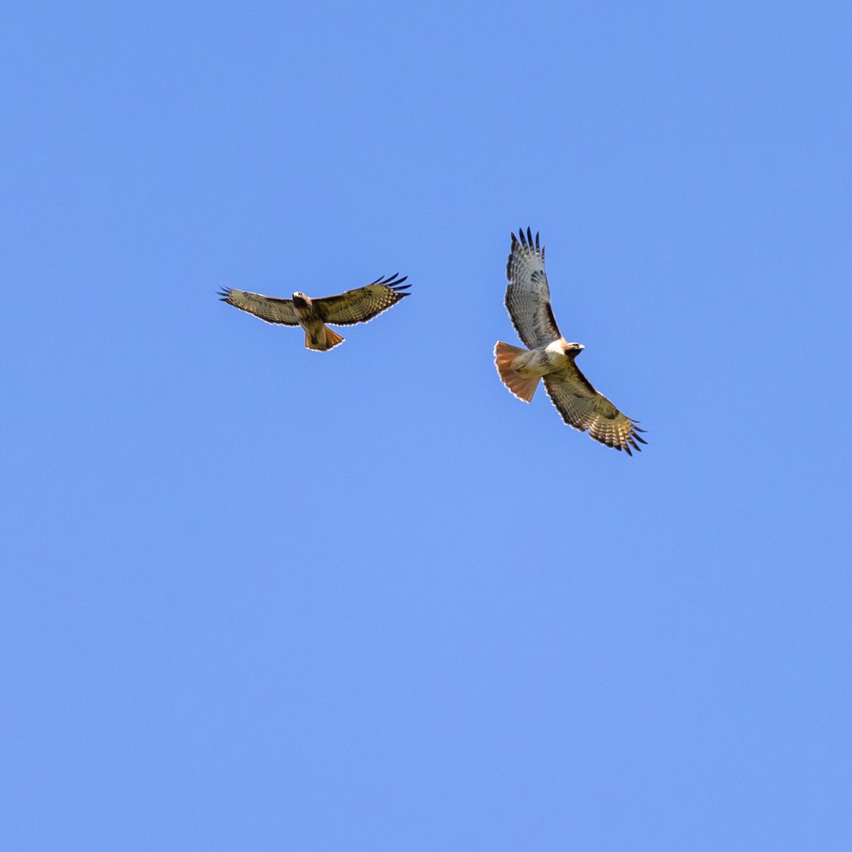 Red-tailed Hawk - ML633750267