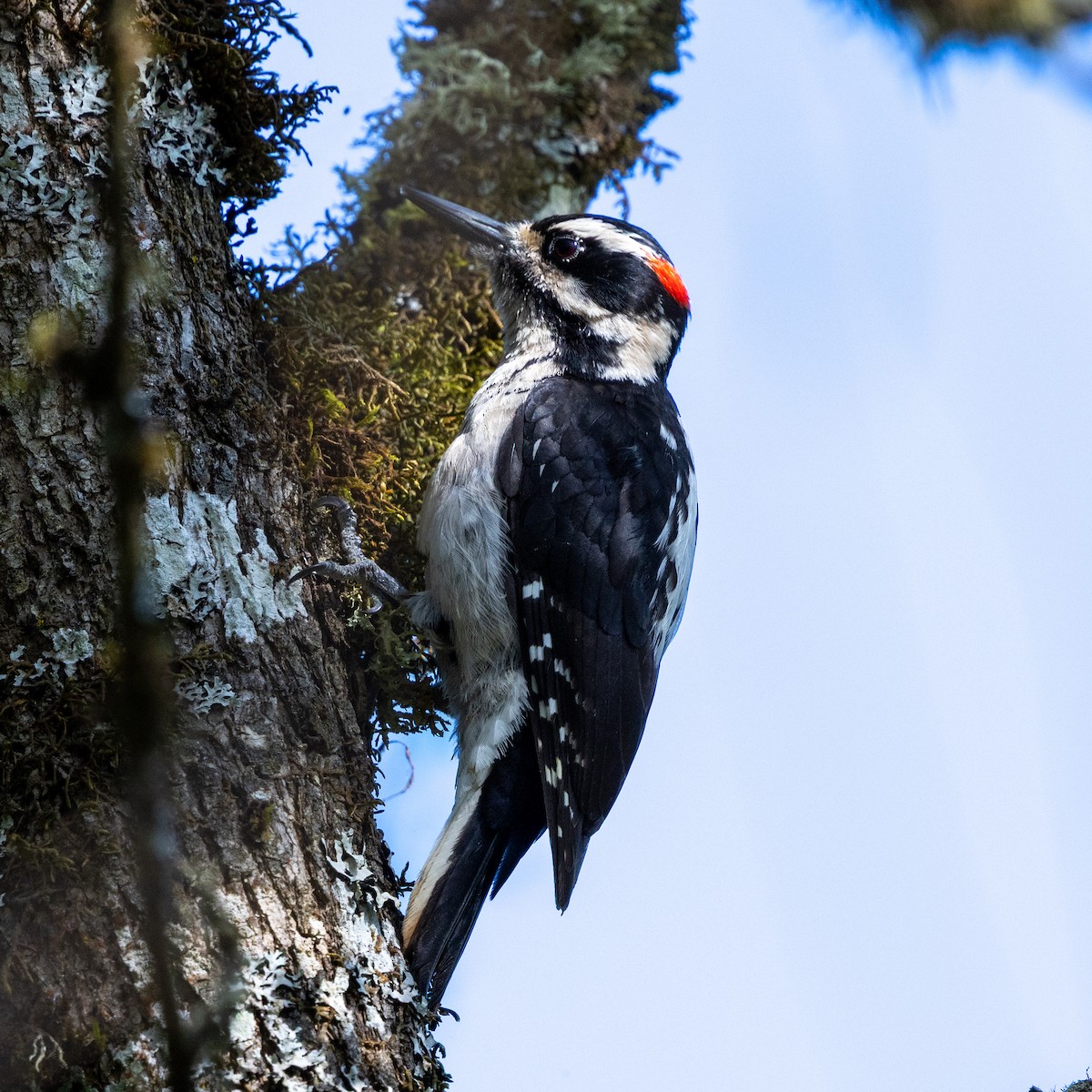 Hairy Woodpecker - ML633750276