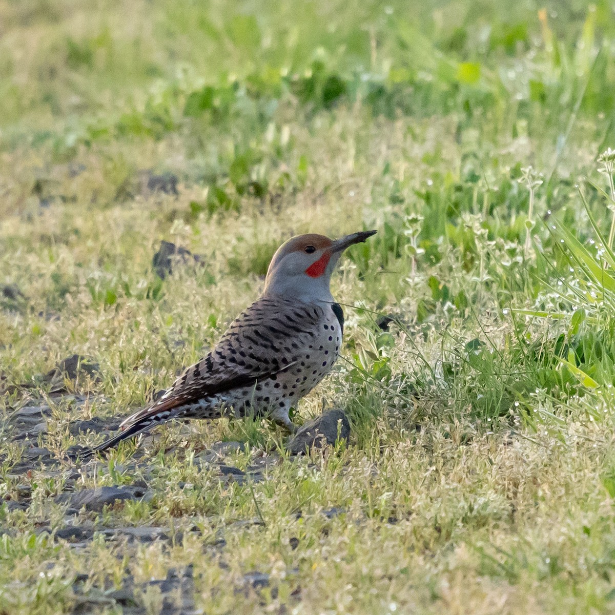 Northern Flicker - ML633750285
