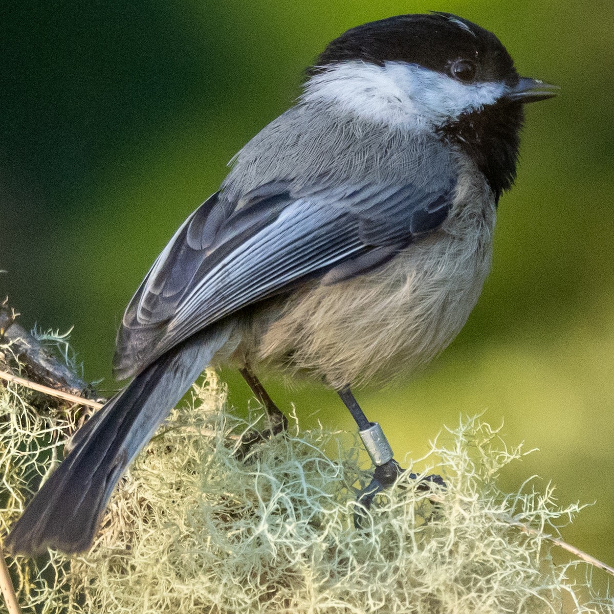 Black-capped Chickadee - ML633750295