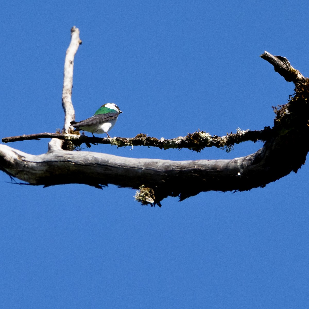 Violet-green Swallow - ML633750302