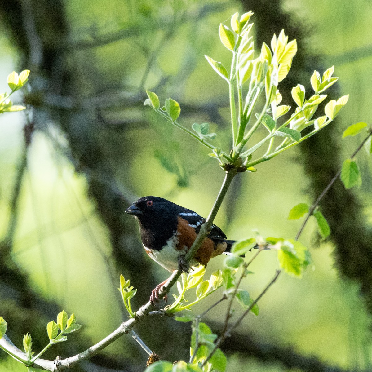 Spotted Towhee - ML633750319