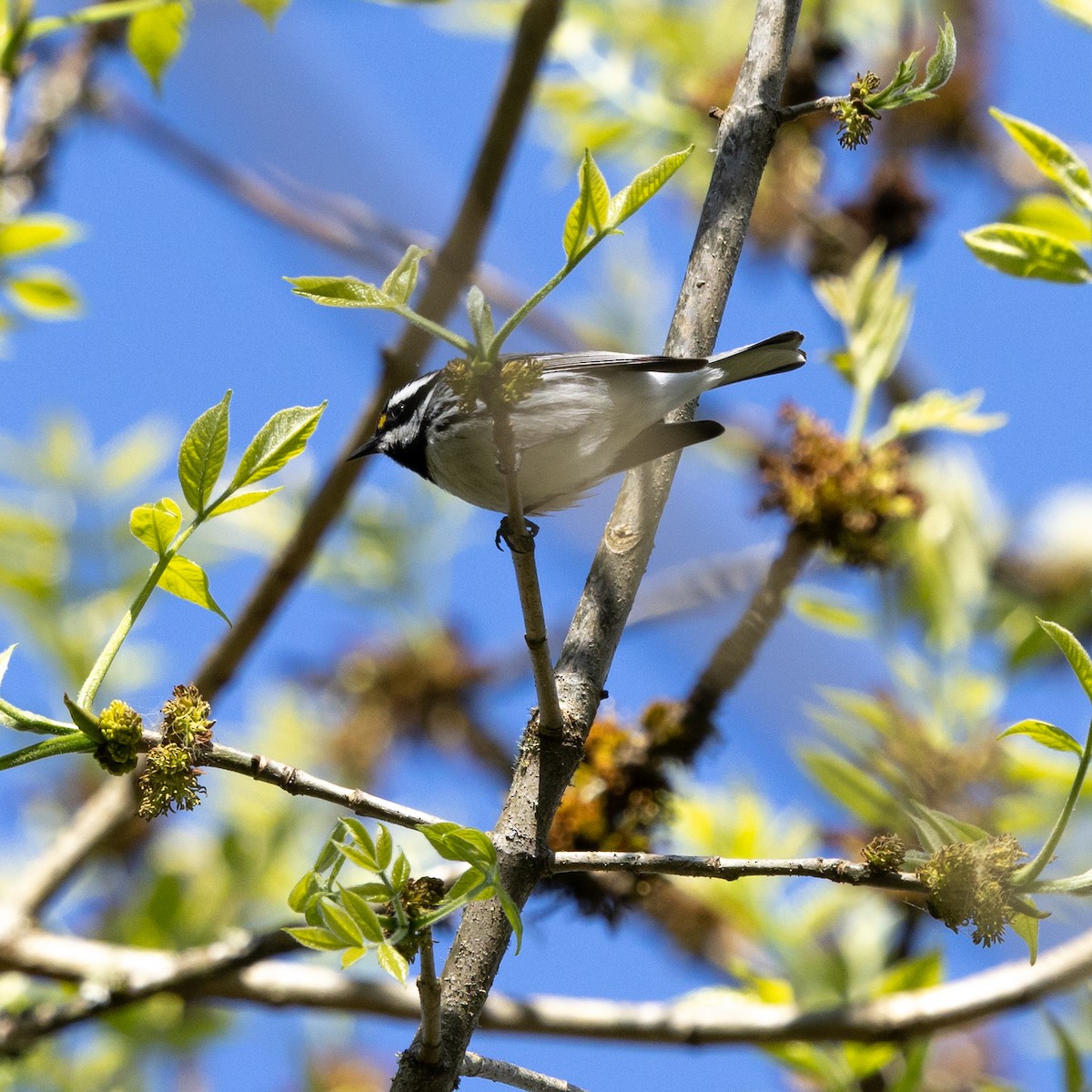 Black-throated Gray Warbler - ML633750330
