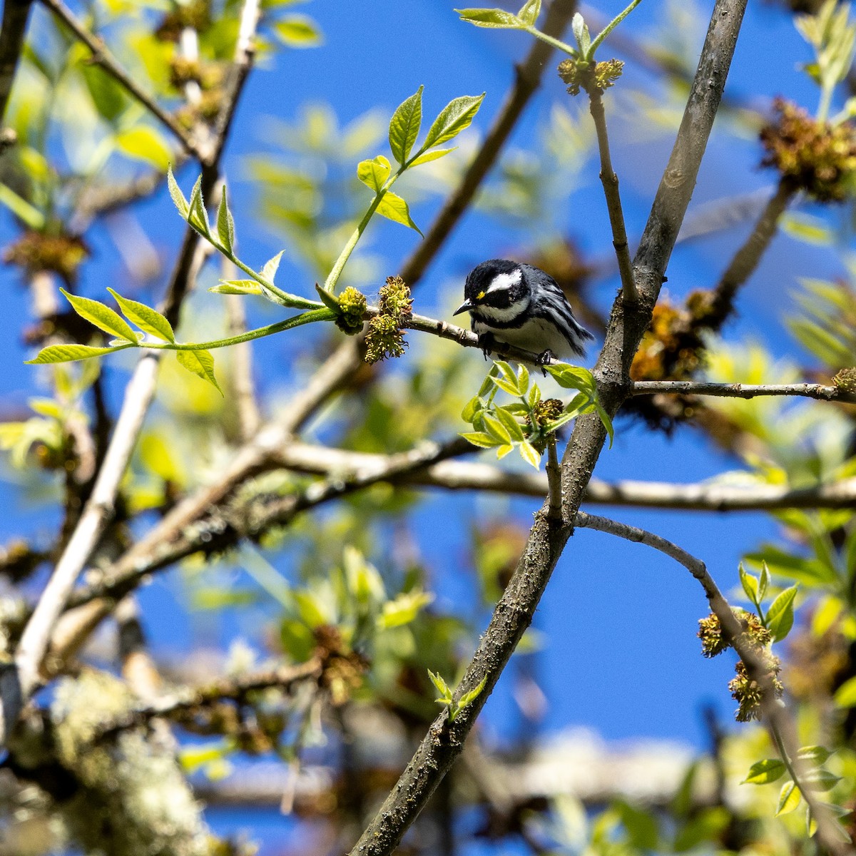 Black-throated Gray Warbler - ML633750331