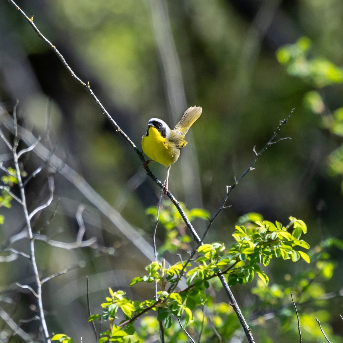 Common Yellowthroat - ML633750339