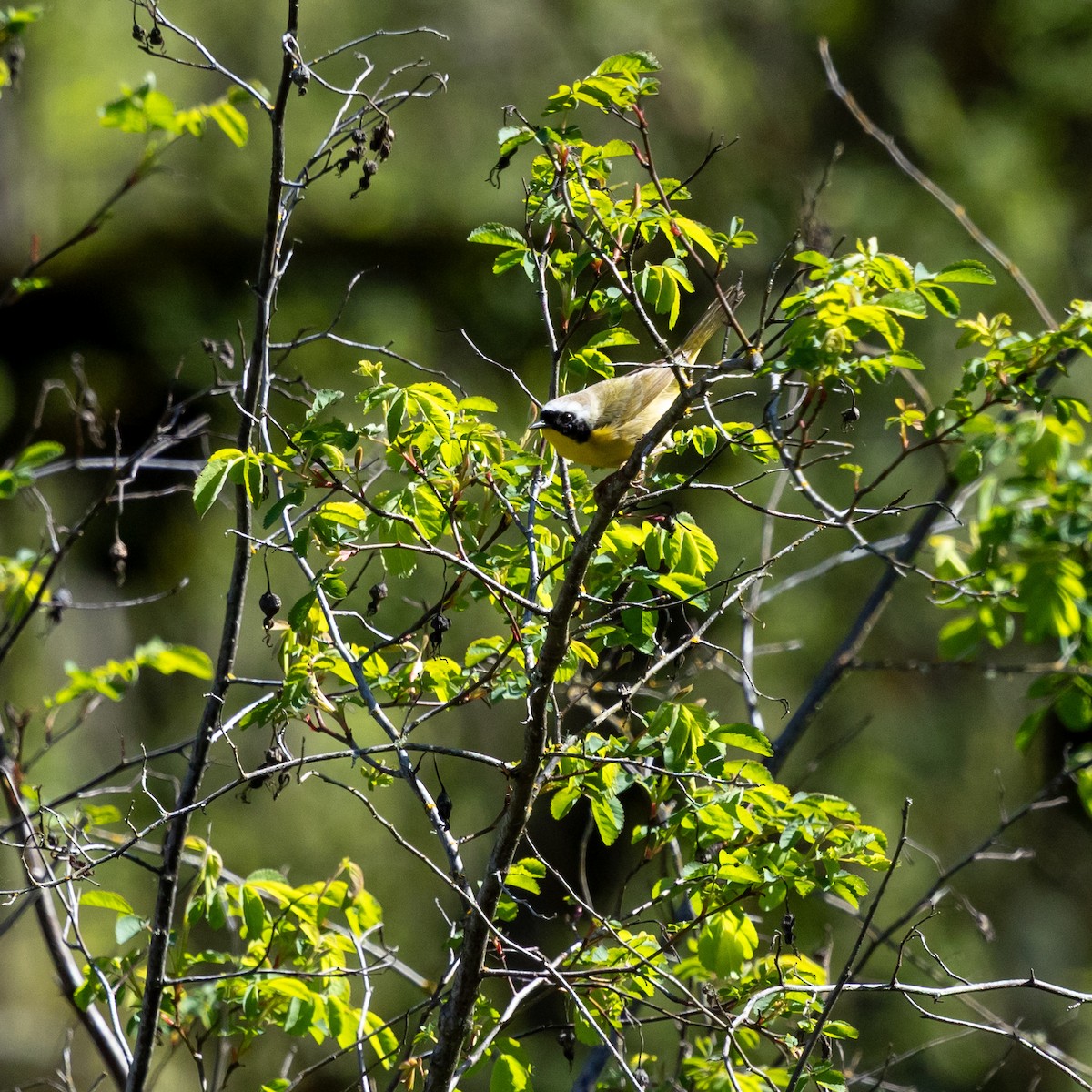 Common Yellowthroat - ML633750340